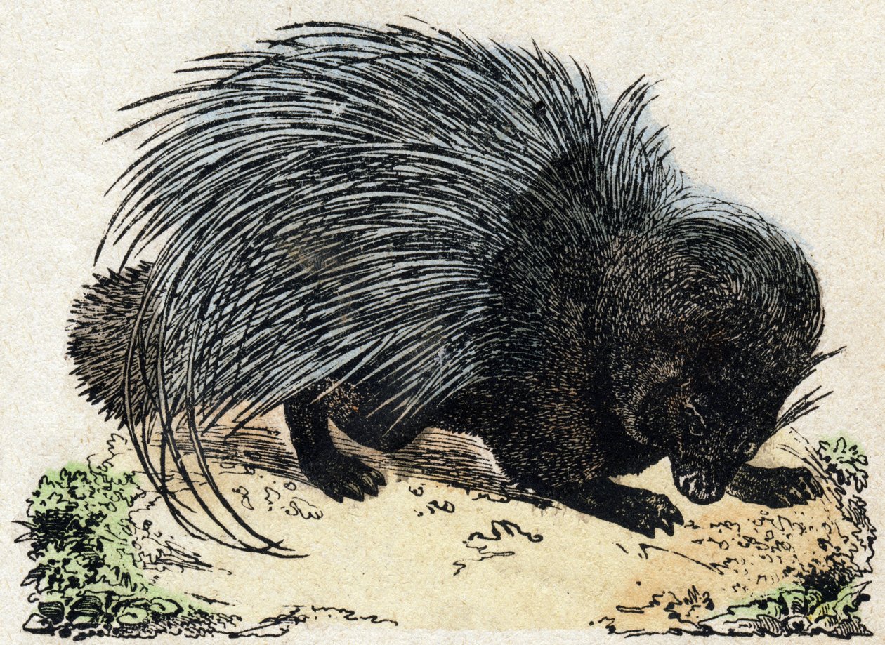 Puercoespín. Grabado en "Alphabet des animaux sauvages". 9ª Serie. Imaginería de Epinal, Pellerin, impresor-editor, circa 1870. Grabados en madera, estarcidos. 16 páginas. Dim: 20 x 15 cm. Colección privada de French School