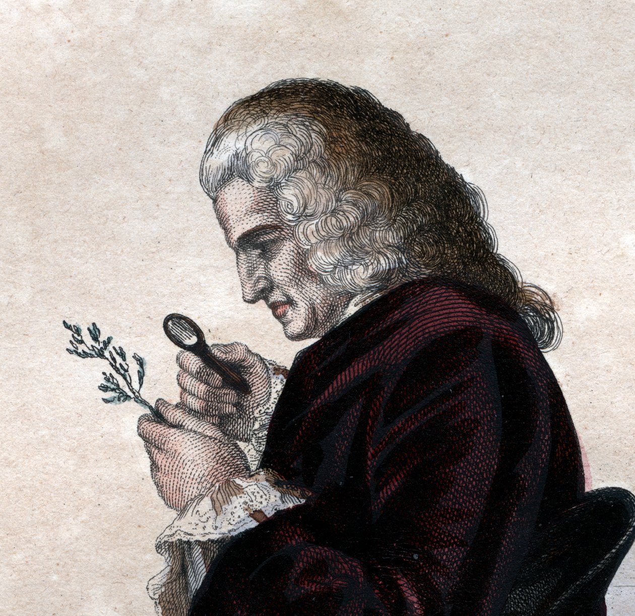 Retrato de Bernard de Jussieu (1699-1777), naturalista francés de French School