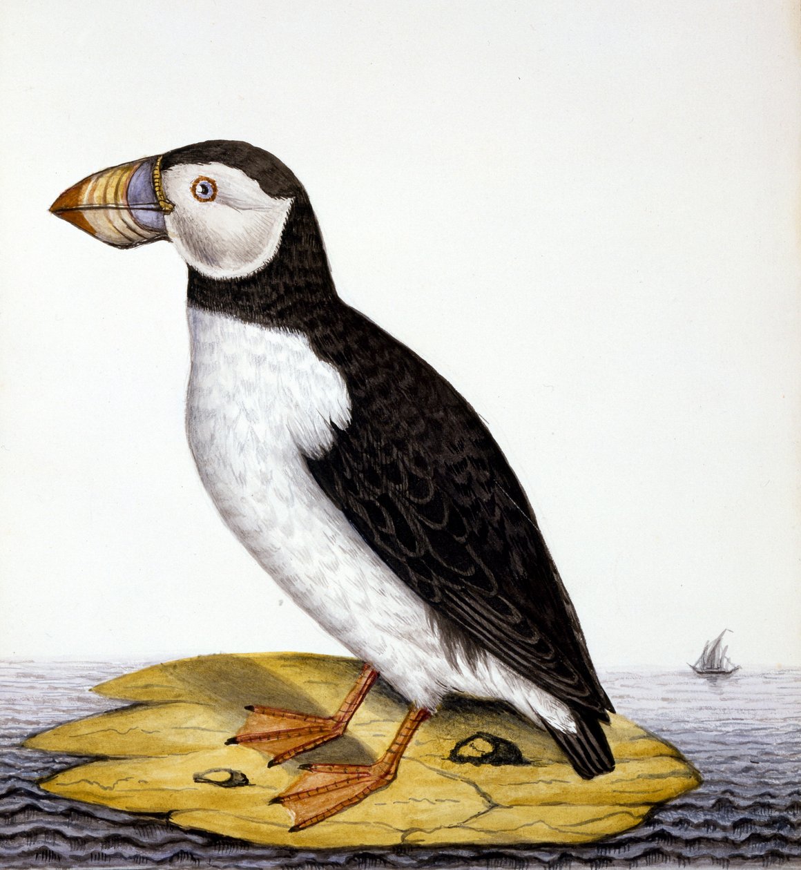 Frailecillo, marmon fratercula, c.1840 de French School