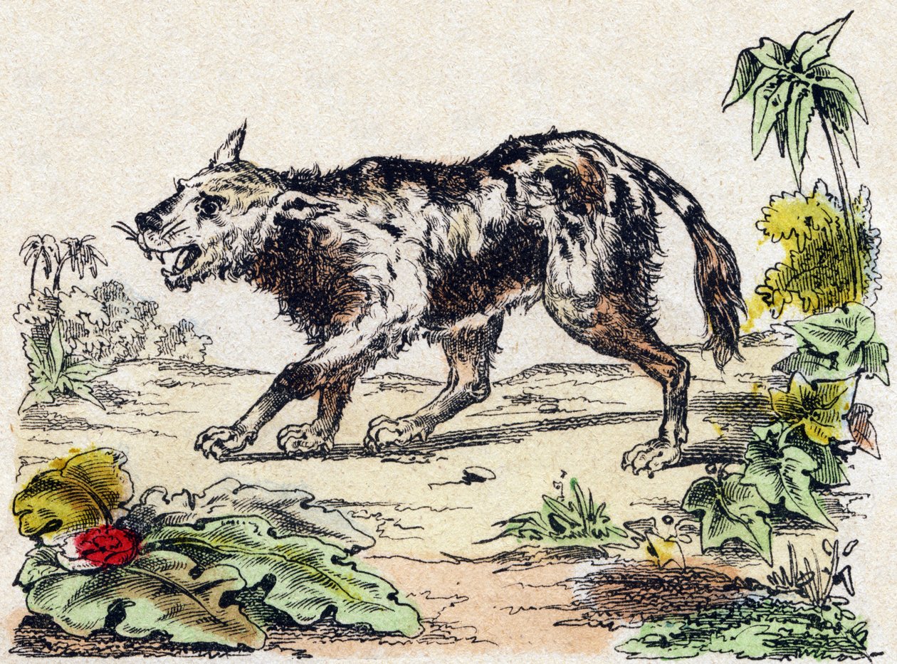 Quachy (especie de perro león de América del Sur). Grabado en “Alfabeto de animales salvajes”. 9ª Serie. Imágenes de Epinal, Pellerin, impresor-editor, circa 1870. Colección privada. de French School