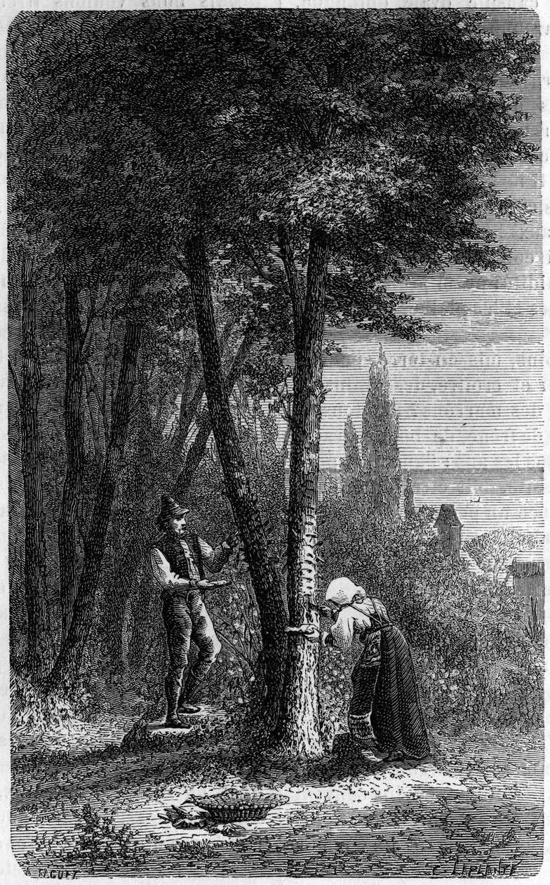 Recolección de maná en fresnos de hojas redondas. Grabado en “el diario de la juventud” de French School