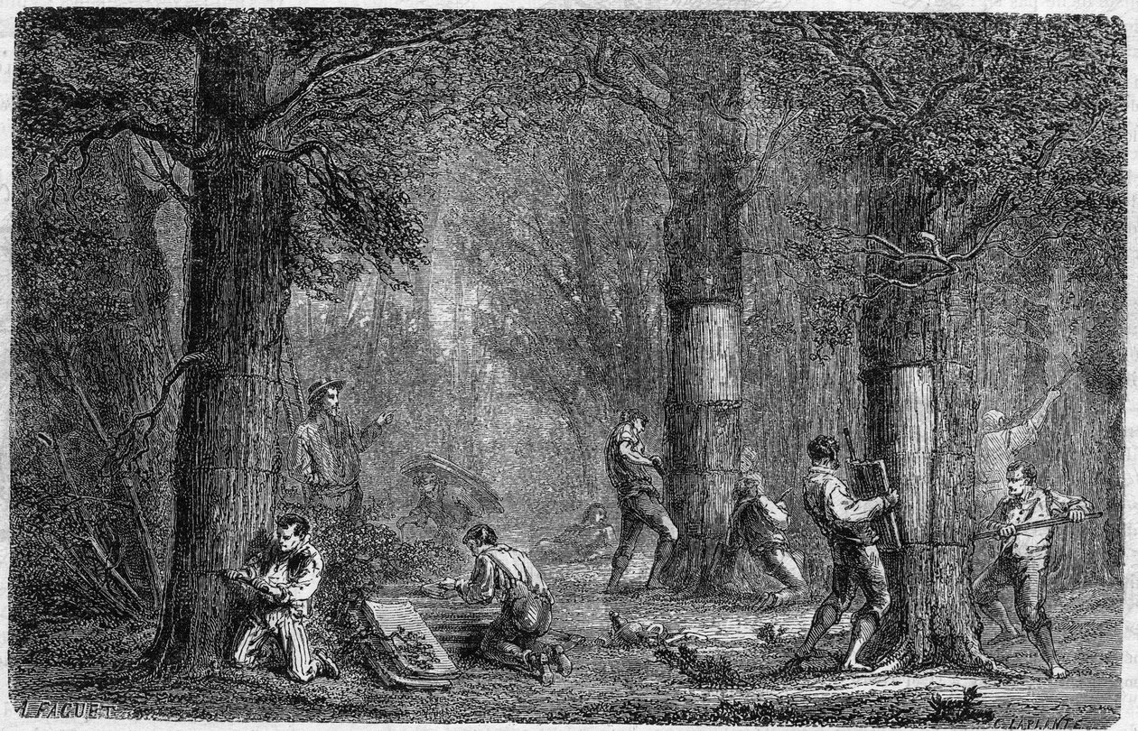 Recolección de la corteza del alcornoque. Grabado en "Histoire des plantes" por Louis Figuier publicado en "Le Monde Illustré" n°399 del 3 de diciembre de 1864 de French School
