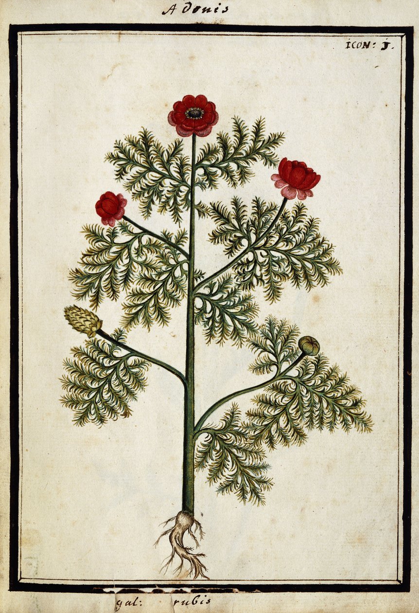 Adonis rojo, c.1700 de French School