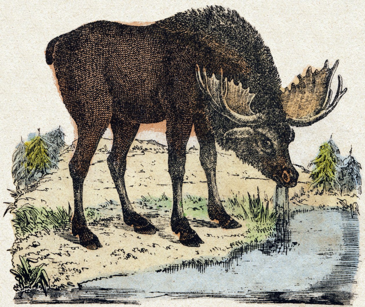 Reno. Grabado en "Alphabet des animaux sauvages". 9ª Serie. Imaginería de Epinal, Pellerin, impresor-editor, circa 1870. Grabados en madera, estarcidos. 16 páginas. Dim: 20 x 15 cm. Colección privada de French School