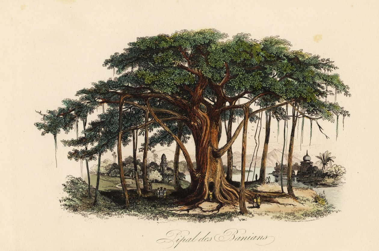 Higuera sagrada, Ficus religiosa, también conocida como árbol bodhi, árbol baniano, árbol pippala, árbol peepul, árbol peepal o árbol ashwattha de French School