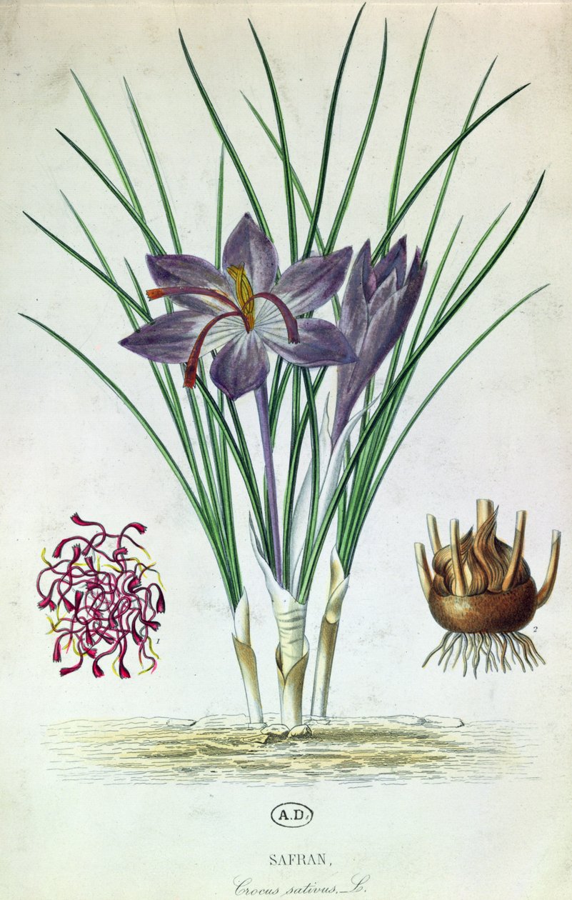 Azafrán (Crocus Sativus) de French School