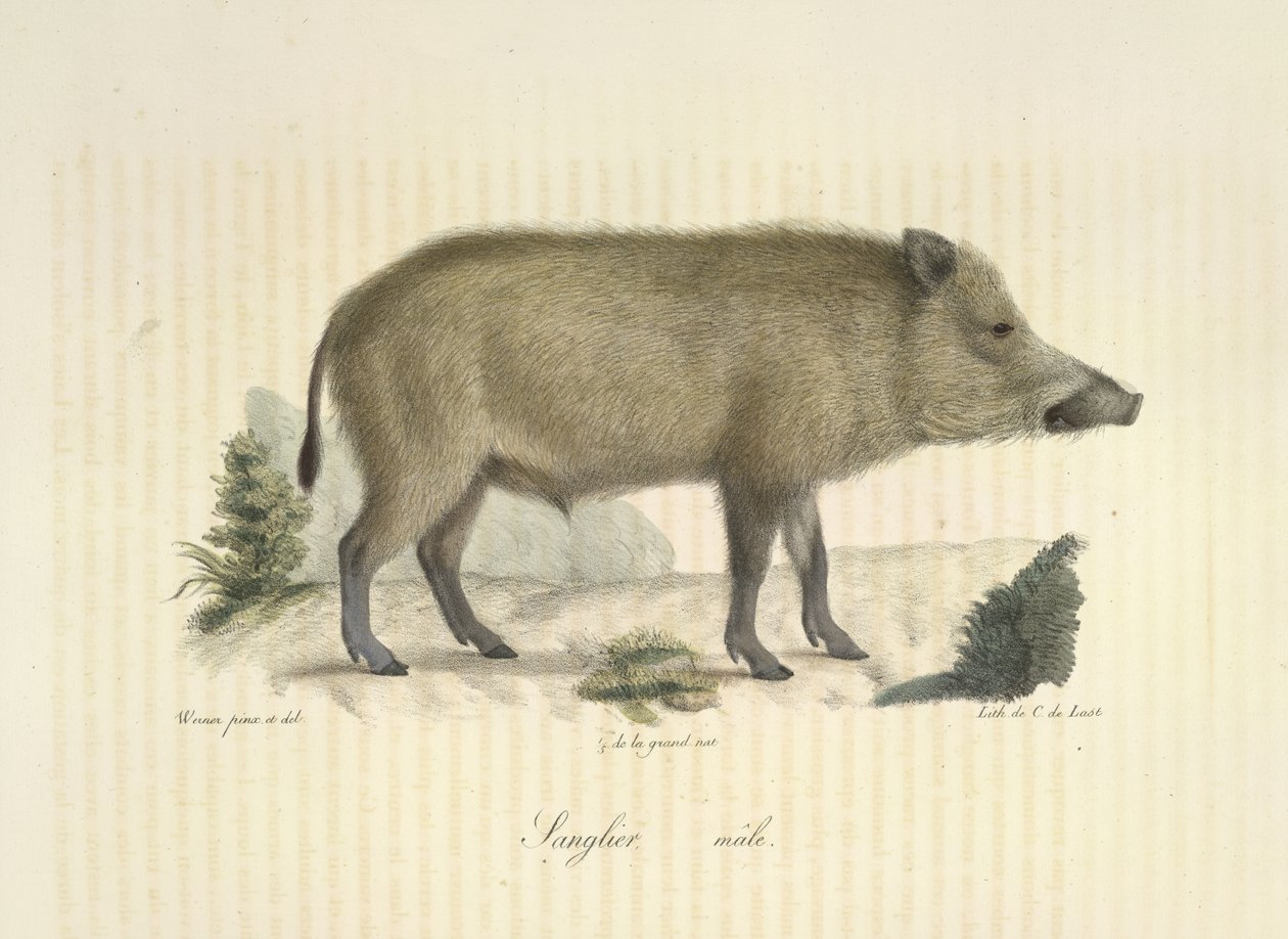 Jabalí, macho, de Historia natural de los mamíferos (litografia en color) de French School