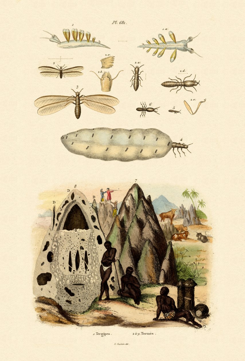 Babosa de mar de French School