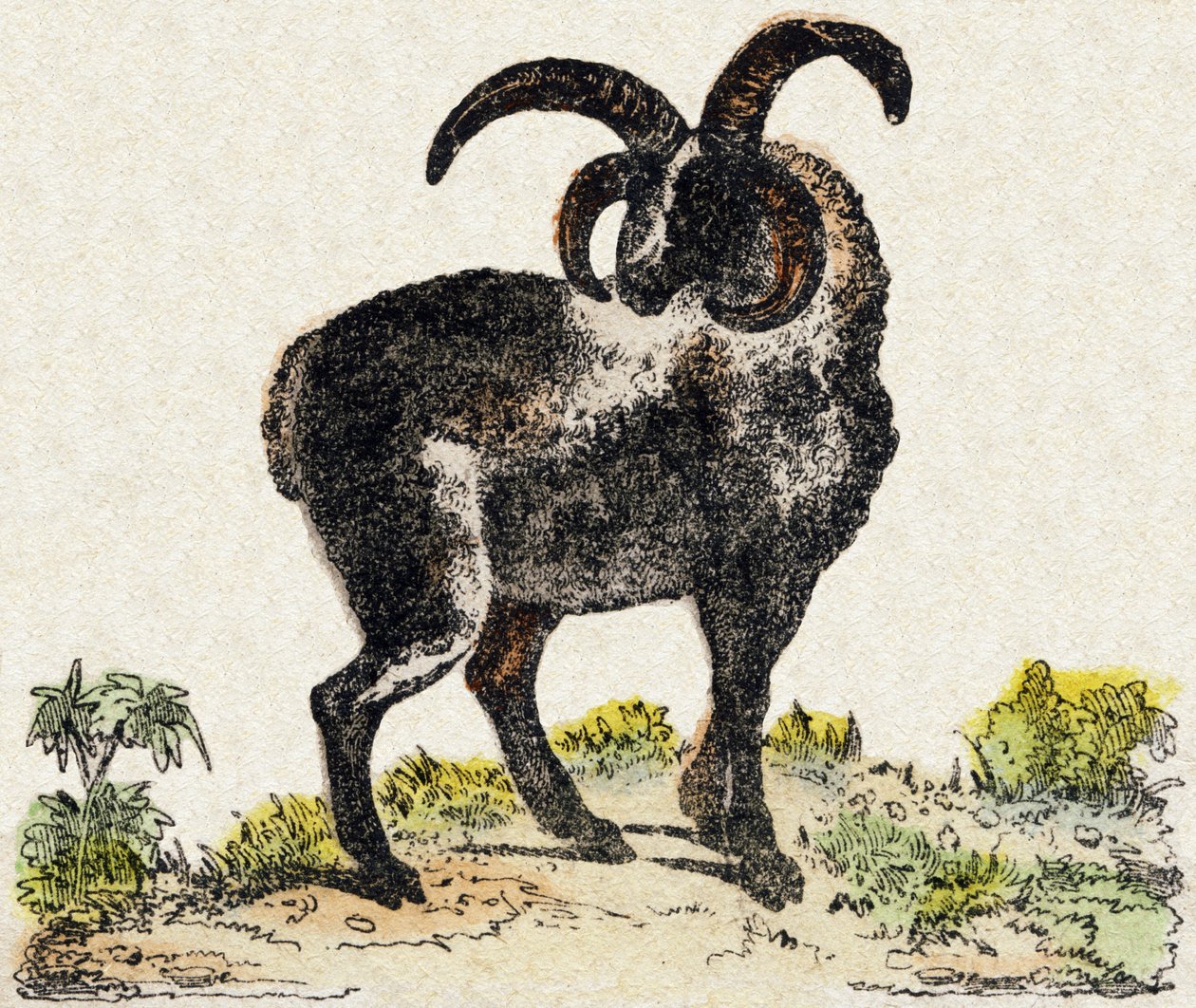 Oveja. Grabado en "Alphabet des animaux sauvages". 9ª Serie. Imaginería de Epinal, Pellerin, impresor-editor, circa 1870. Grabados en madera, estarcidos. 16 páginas. Dim: 20 x 15 cm. Colección privada de French School