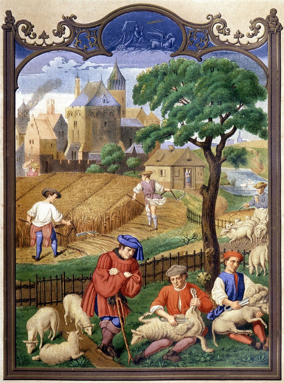 Corte y cosecha de ovejas - miniatura, Edad Media. de French School