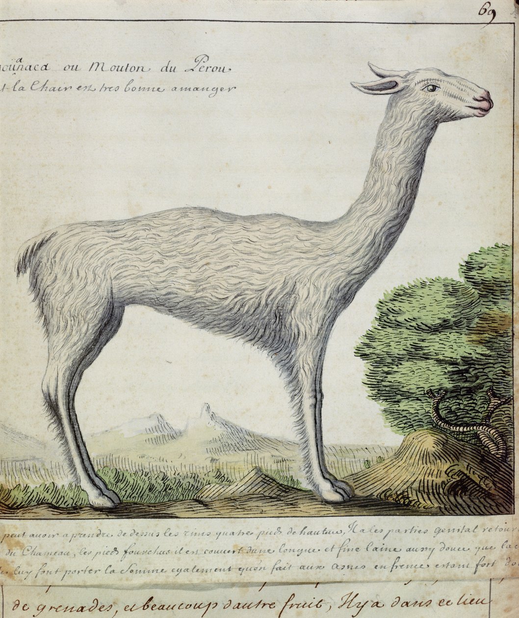 Ovejas de Perú (Llama o Alpaca) de French School