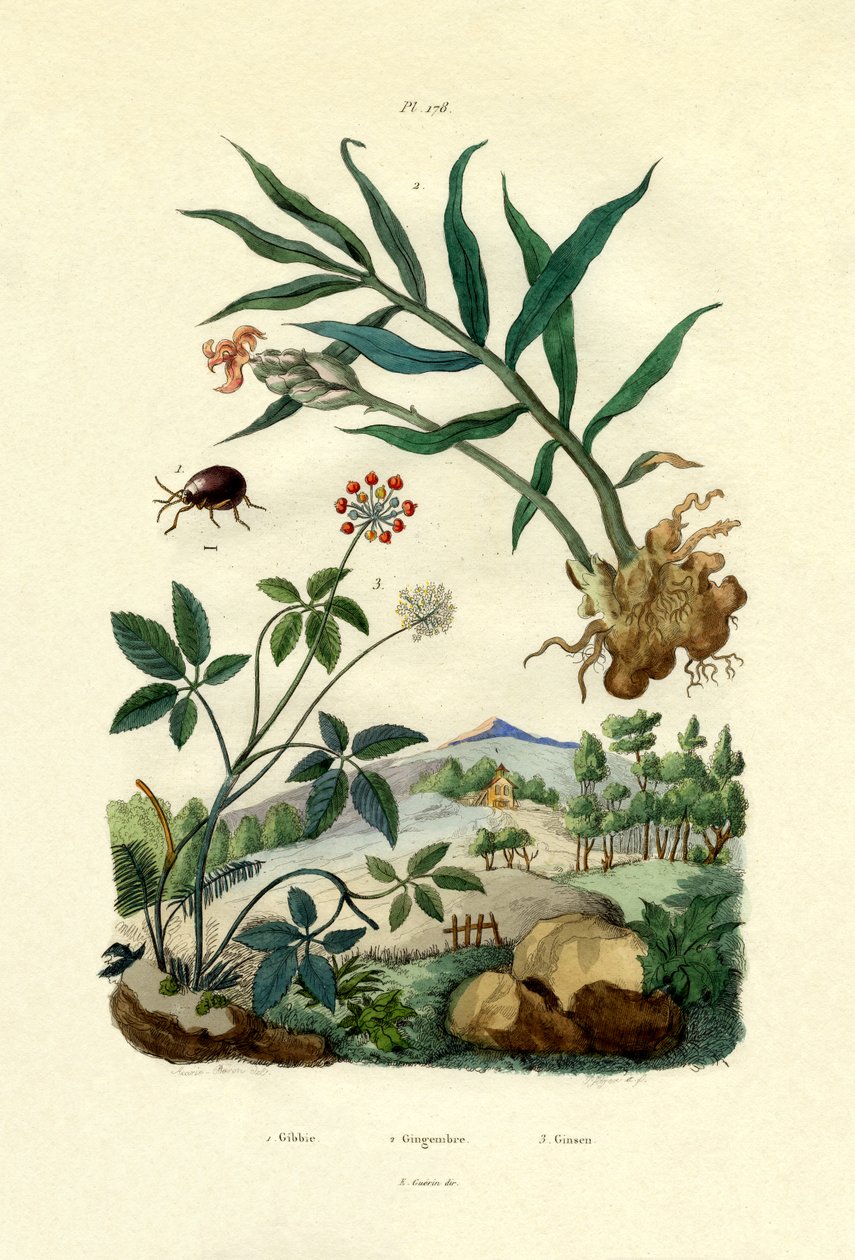 Escarabajo araña brillante, 1833-39 de French School
