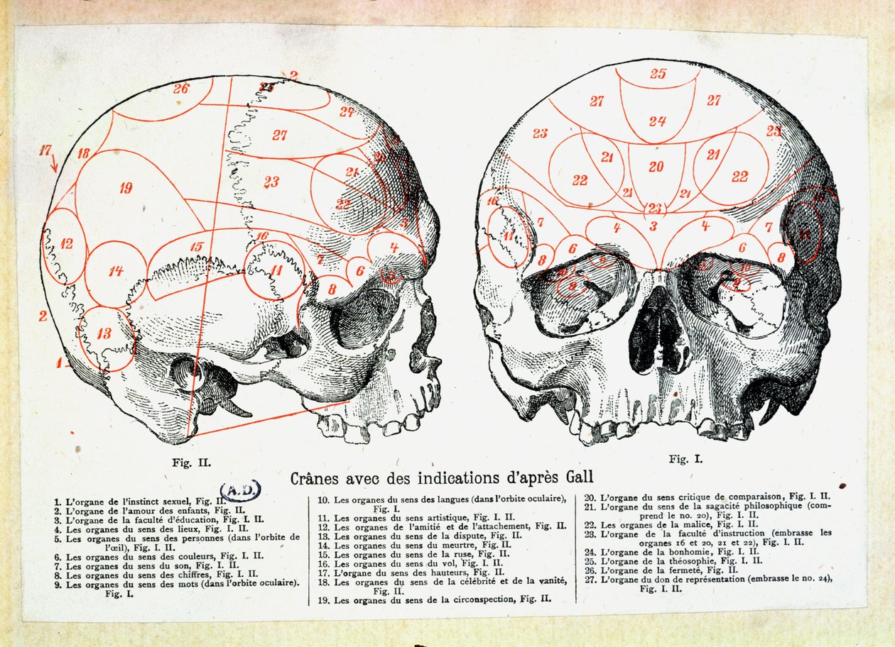 Cráneo con indicaciones frenológicas después de Franz Josef Gall de French School