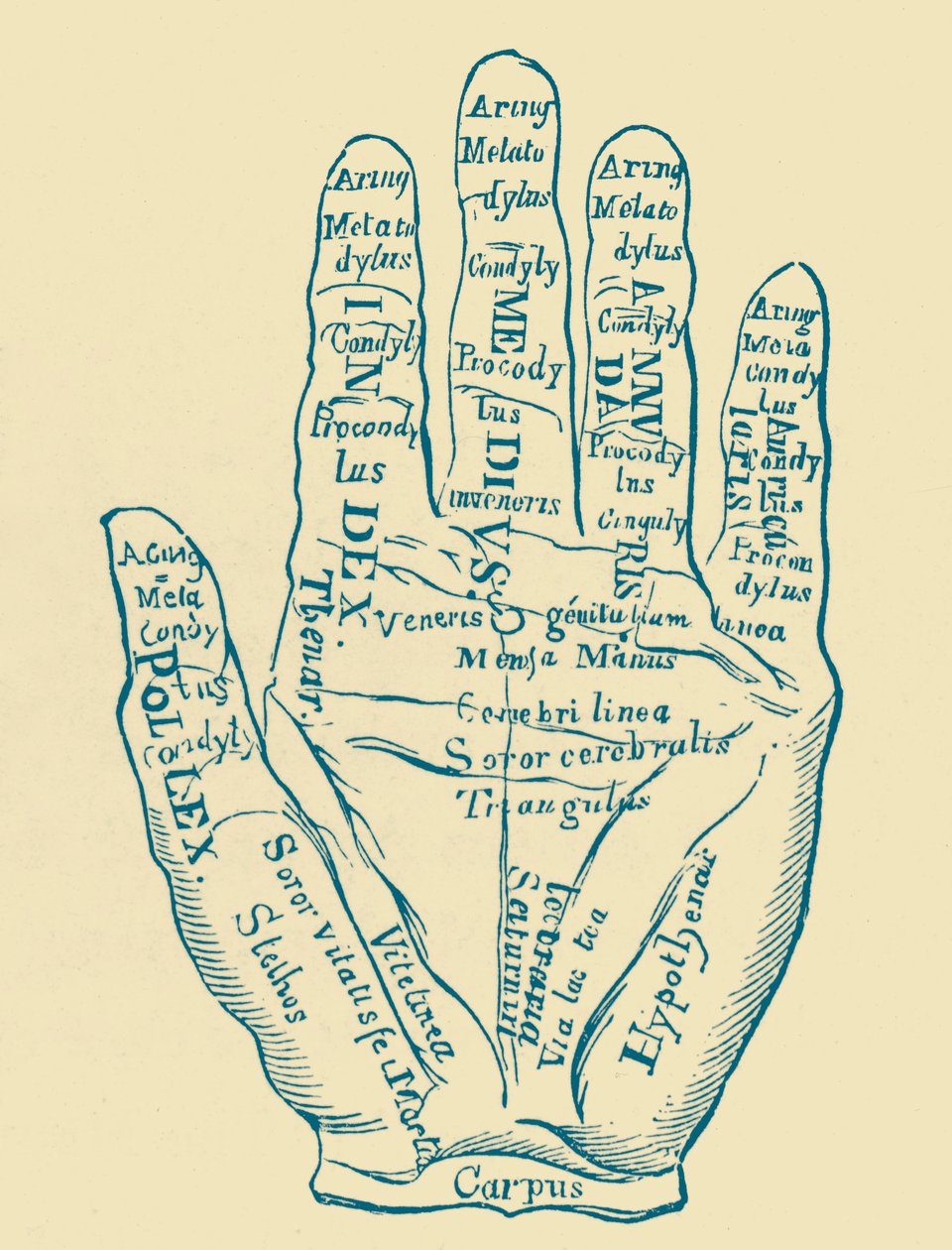 Espécimen de la mano izquierda de French School