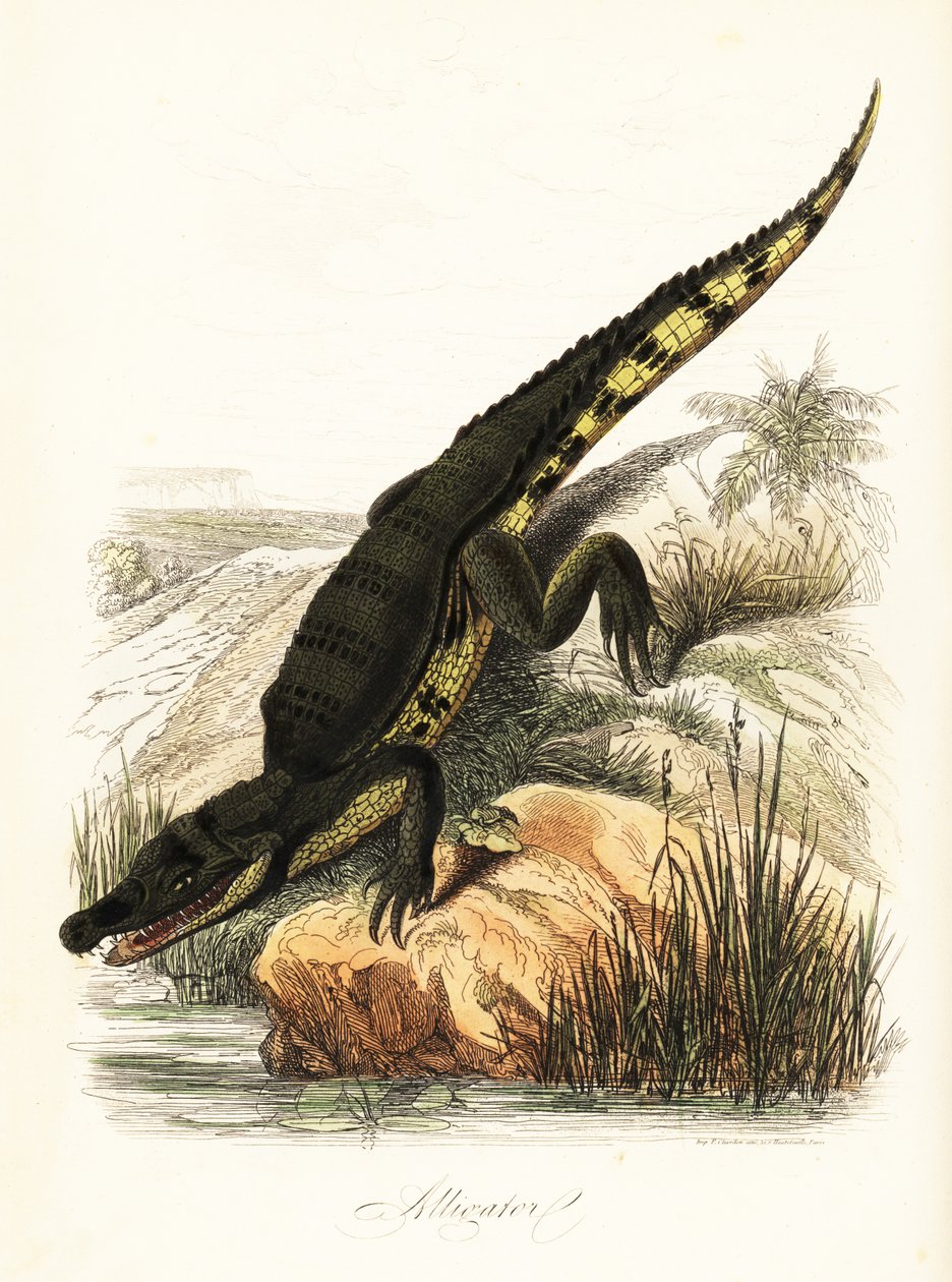 Caimán de anteojos, Caiman crocodilus de French School