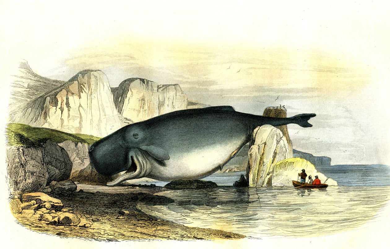 Cachalote (Physeter macrocephalus) - Plano extraído de la Histoire Naturelle de Bernard Germain de Lacepede (1856-1925), edición P.Furme, París de French School