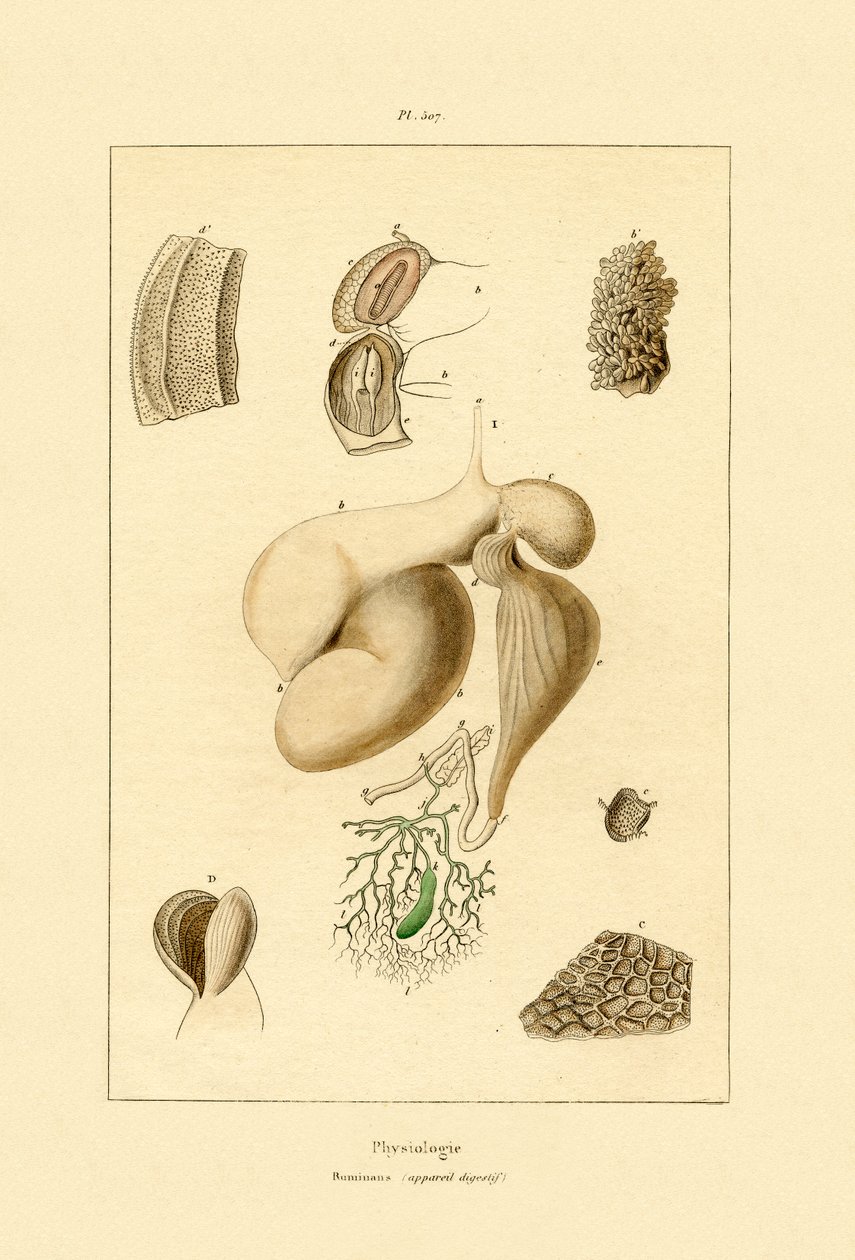 Estómago, 1833-39 de French School