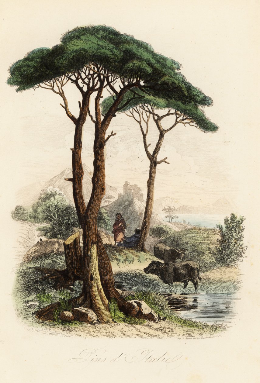 Pino piñonero, Pinus pinea, también conocido como pino piñonero italiano, pino paraguas y pino parasol de French School