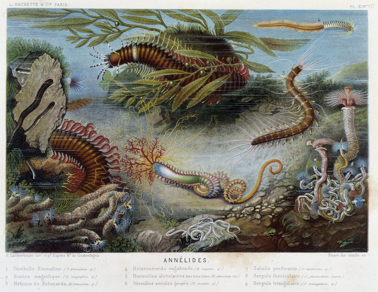 Sunapte de Duvernoy - en “Le Monde de la Mer” de Alfred Fredol. ed. París, Hachette de French School