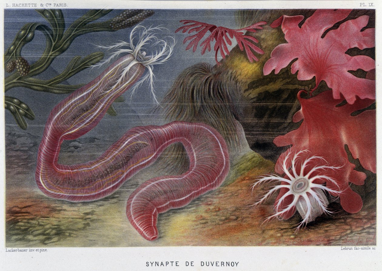 Sunapte de Duvernoy - en "Le Monde de la Mer" de Alfred Fredol. ed. París, Hachette. de French School