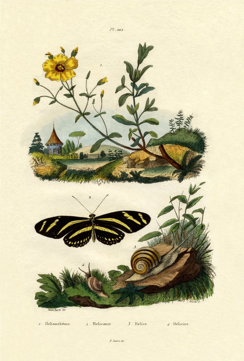 Heliantemo, 1833-39 de French School