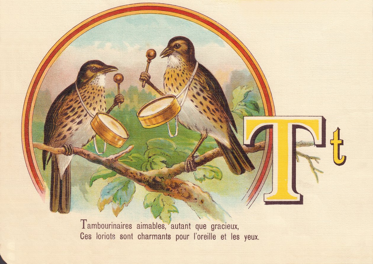 T: Tamborileros amables, tanto como gráciles, Estos loriots son encantadores para el oído y los ojos de French School