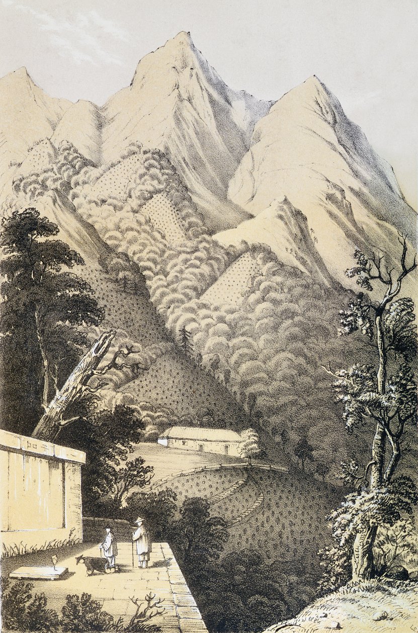 Plantaciones de té en el distrito de té verde de China, tomado de Un viaje a los países del té de China, publicado por primera vez en 1852, por Robert Fortune (1812-1880) de French School