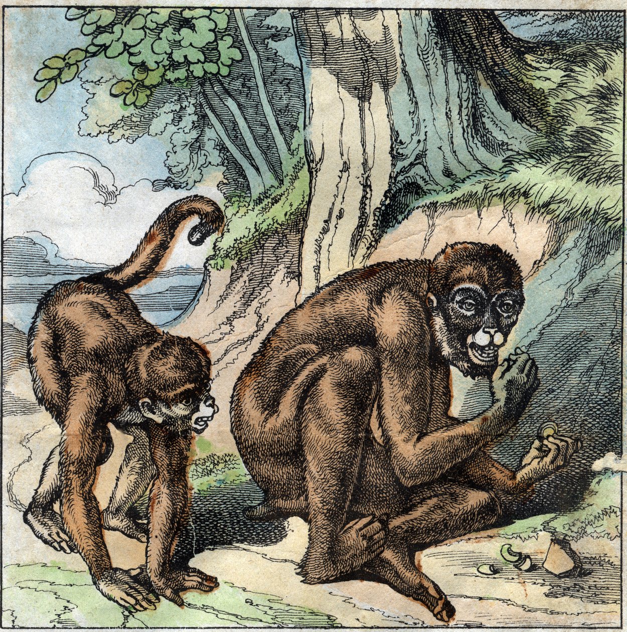 El mono y la nuez. Fábula de Jean-Pierre-Claris de Florian (1755-1794) novelista, poeta y fabulista francés. Ilustración de finales del siglo XIX. de French School