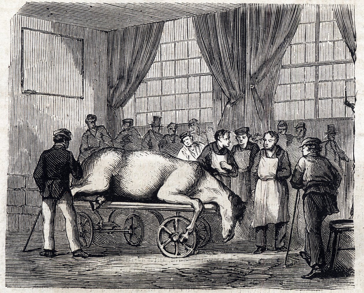 La Escuela Nacional de Veterinaria de Alfort - Las grandes escuelas de Francia - escuela veterinaria de Maison Alfort en 1866 - la sala de operaciones - Grabado en “Le monde illustre” de 1866 de French School