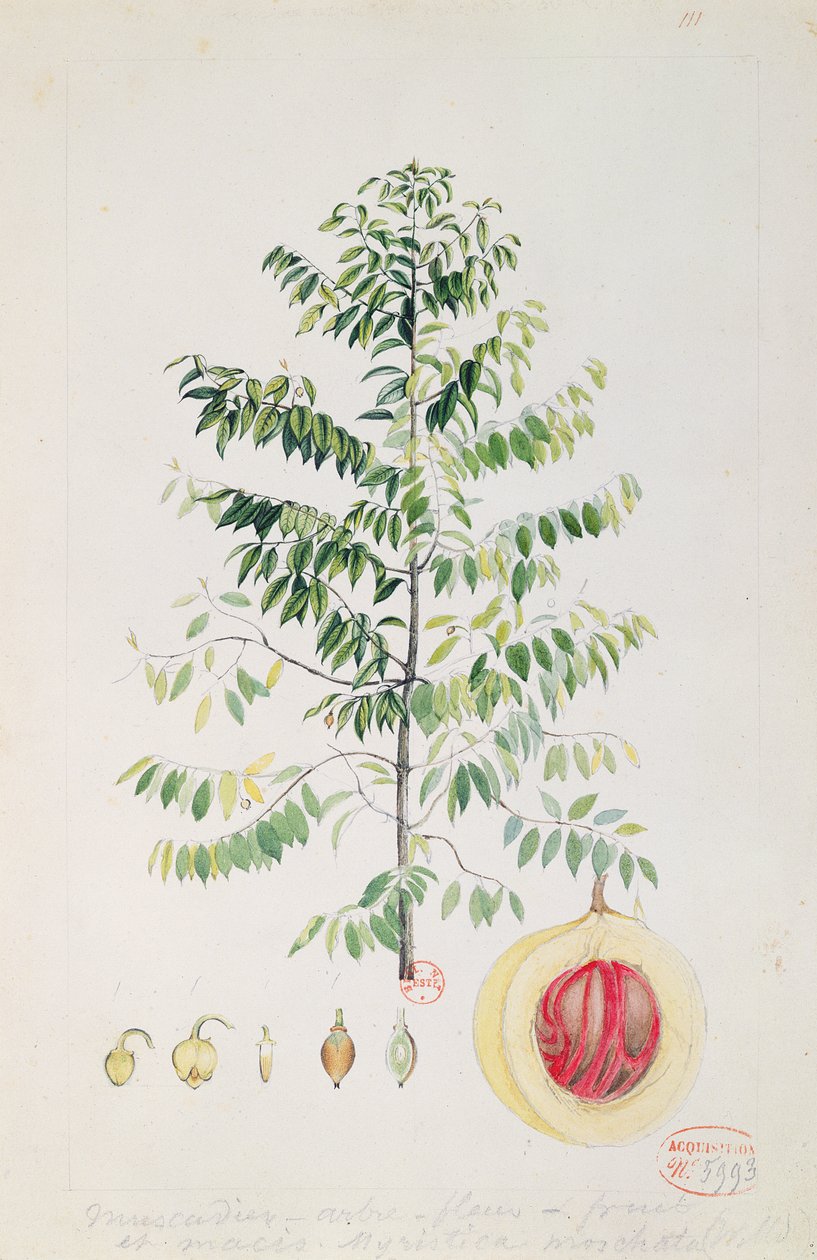 El árbol de la nuez moscada, flor y fruto de French School