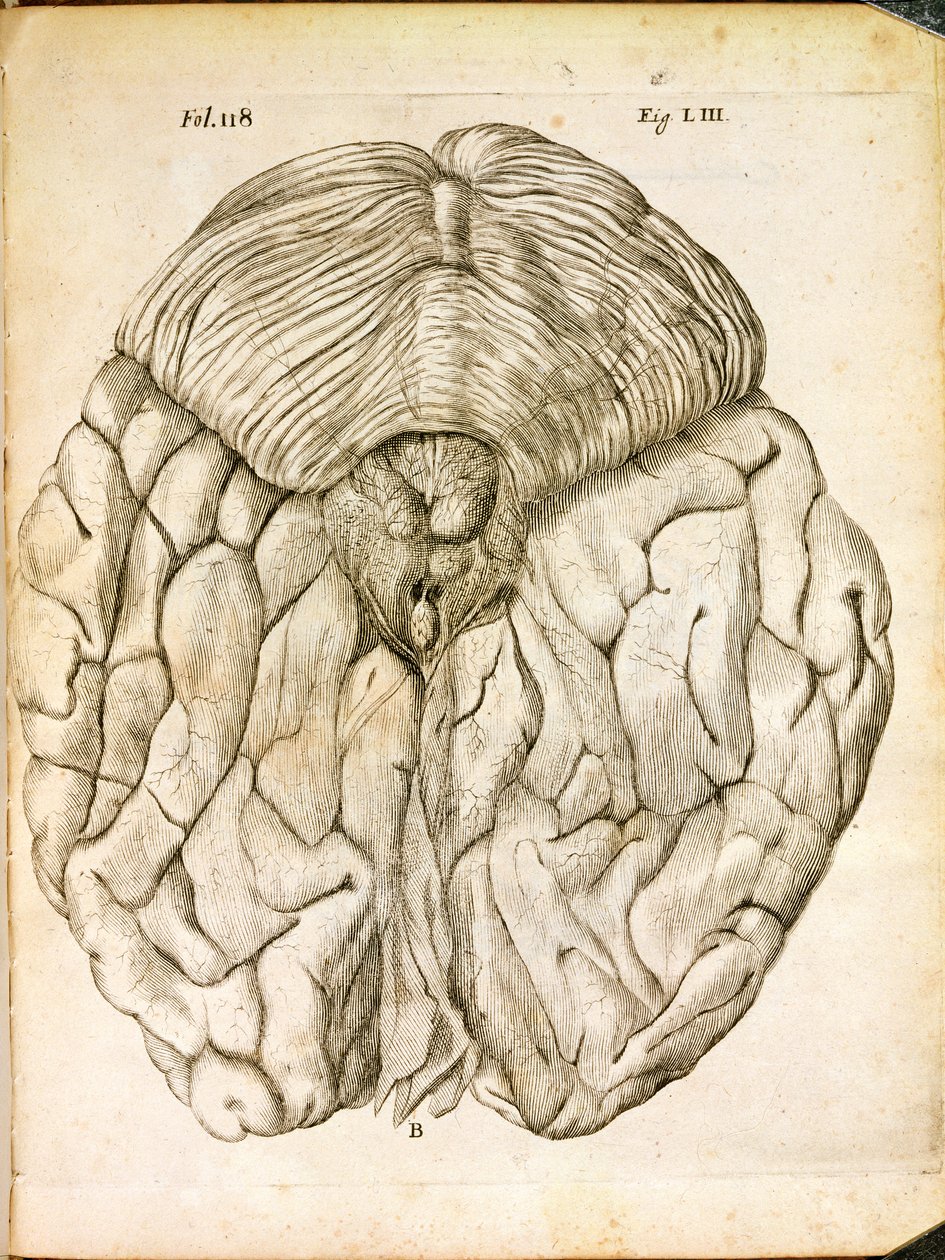 La Estructura del Cerebro, de De Homine Figuris por René Descartes publicado en La Haya, 1662 de French School