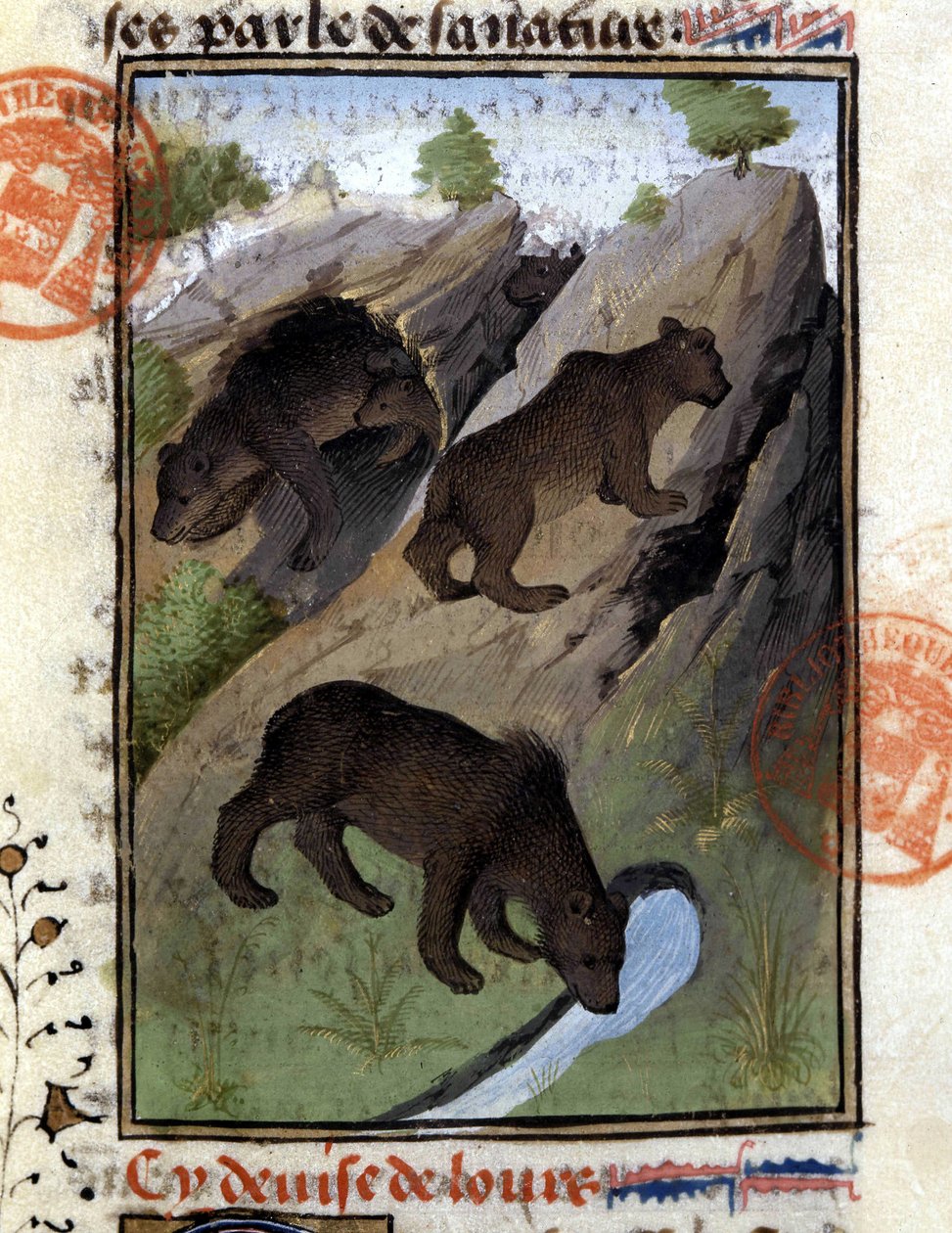 El oso - en "El libro de caza de Gaston Phoebus, Conde de Foix, Señor de Béarn" de French School