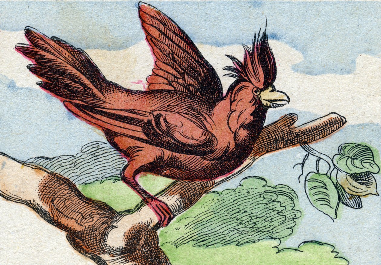 El cardenal. Grabado en "Buffon Alphabet des Oiseaux n 2". 3ª Serie N 2. Imágenes de Epinal, Epinal, finales del siglo XIX. 16 páginas. de French School