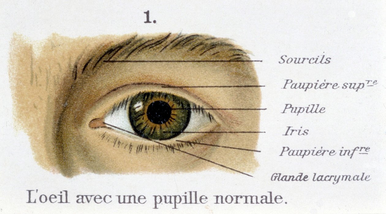 El ojo con una pupila normal (detalle) de French School