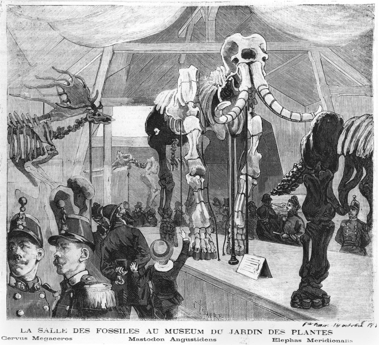 La sala de fósiles en el Museo de Historia Natural de París, c.1880 de French School
