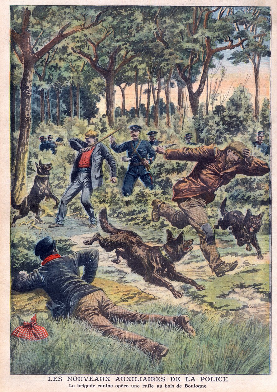 Los nuevos auxiliares de la policía: la brigada canina realiza una redada en el Bois de Boulogne, ilustración del “Le Petit Journal” del 28 de julio de French School