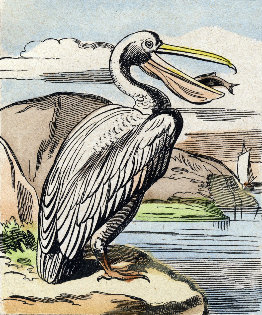 El pelícano. Grabado en "Buffon Alphabet des Oiseaux n 1". 3ª Serie N 1. Imágenes de Epinal, Epinal, finales del siglo XIX. 16 páginas. de French School