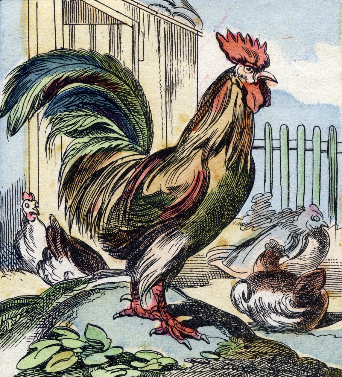 El gallo. Grabado en "Buffon Alphabet des Oiseaux n 2". 3ª Serie N 2. Imágenes de Epinal, Epinal, finales del siglo XIX. 16 páginas. de French School