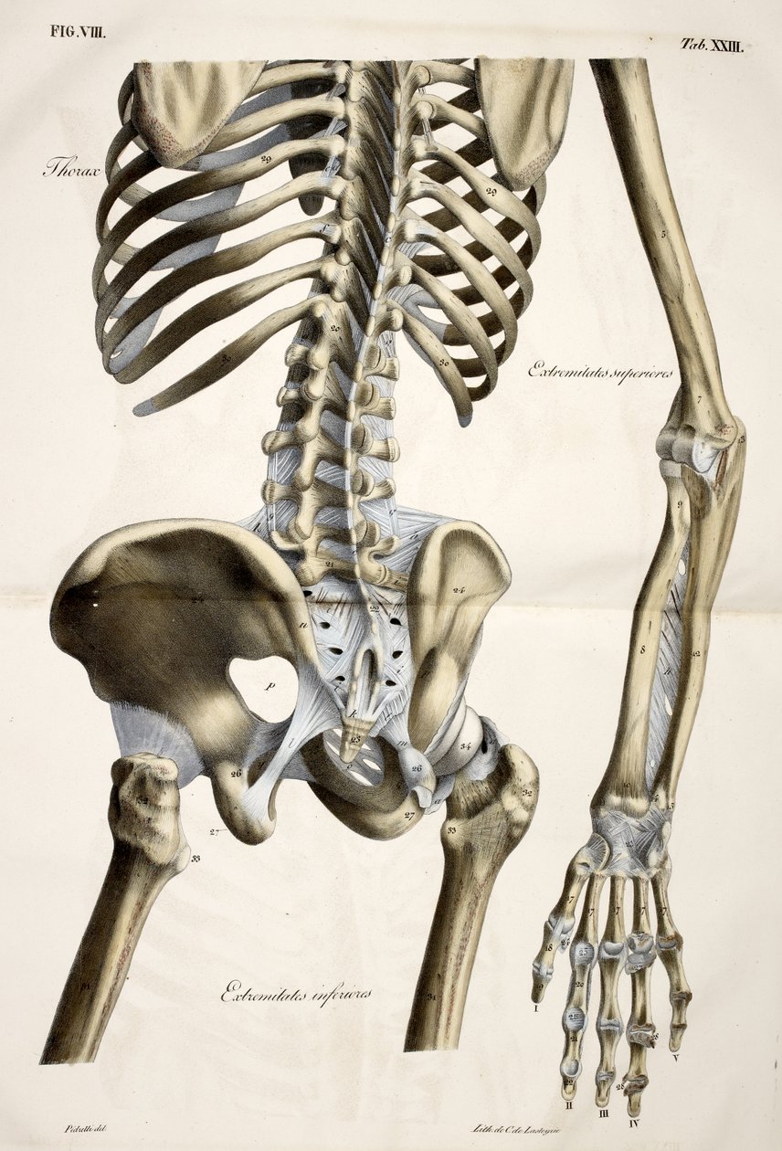 Tórax, de Placas anatómicas del cuerpo humano ejecutadas según dimensiones naturales, acompañadas de un texto explicativo Publicado por el cte de Lasteyrie de French School