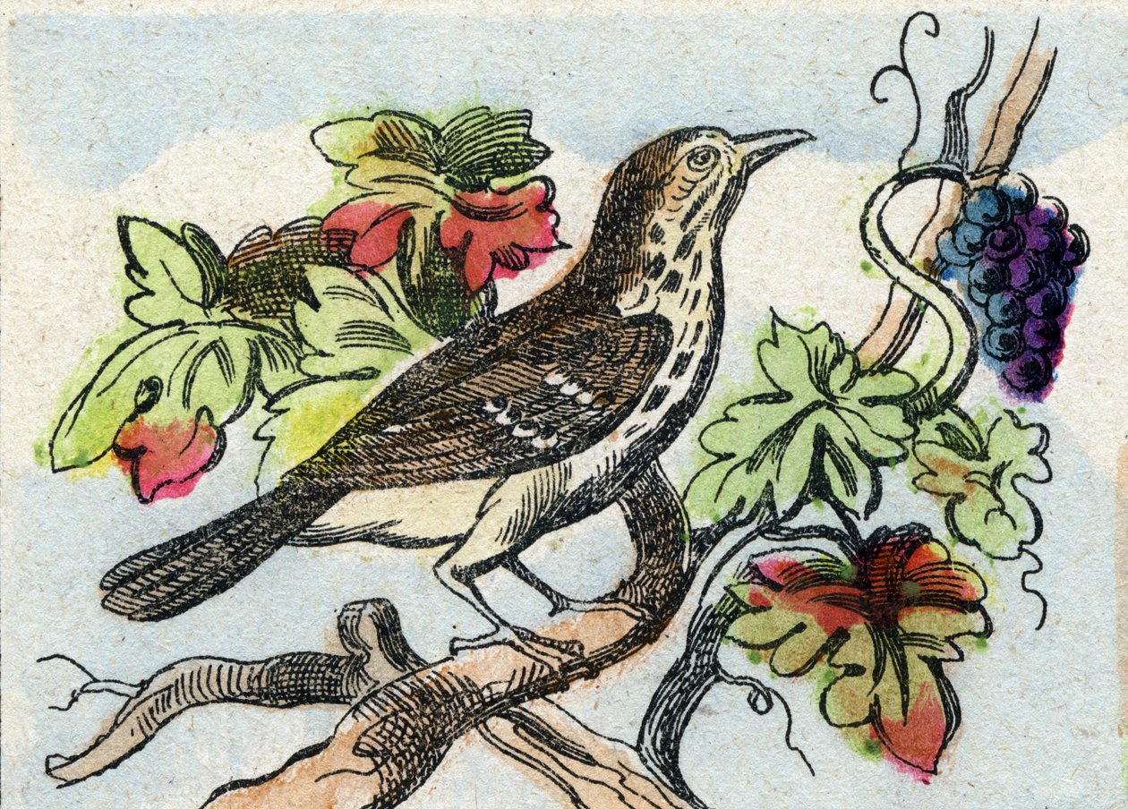 Zorzal. Grabado en "Buffon Alphabet des Oiseaux n 1". 3ª Serie N 1. Imágenes de Epinal, Epinal, finales del siglo XIX. 16 páginas. de French School