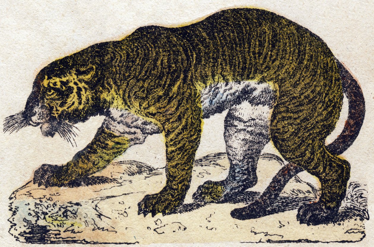 Tigre. Grabado en "Alphabet des animaux sauvages". 9ª Serie. Imaginería de Epinal, Pellerin, impresor-editor, circa 1870. Grabados en madera, estarcidos. 16 páginas. Dim: 20 x 15 cm. Colección privada de French School