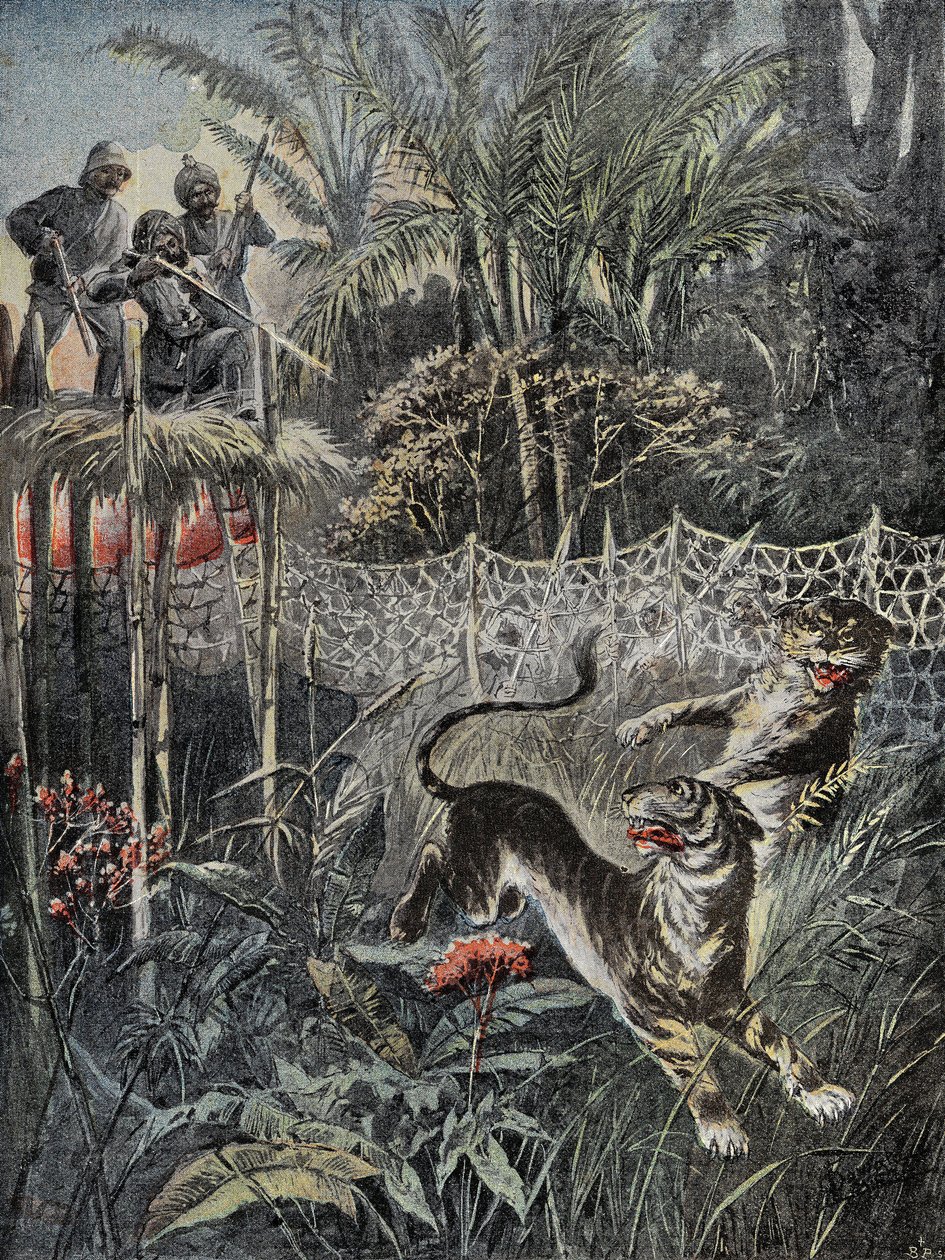 Caza de tigres en las selvas de la India: los defensores están detrás de la red y los cazadores están a salvo en el mirador. Grabado en “Le Pelerin”, el 05/02/1899. Selva Coll. de French School