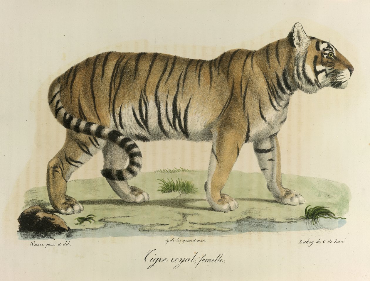 Tigre real, hembra. Un tigre real hembra, de Historia natural de los mamíferos (litografia en color) de French School