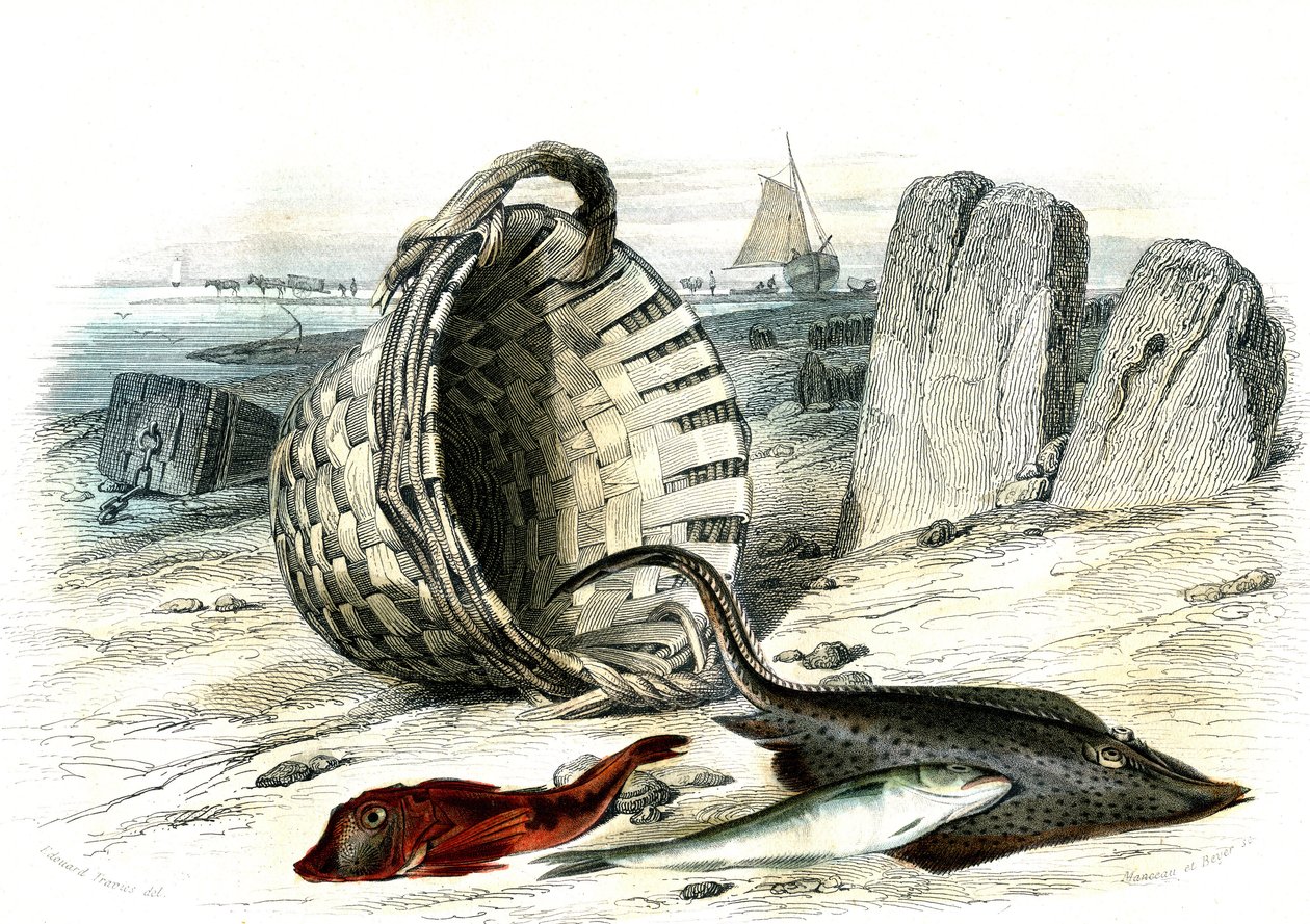 Trigle grondin (Trigle cuculus), merlán (merlangius merlangus), raie grondin (dipturus batis) - Lámina extraída de la Histoire Naturelle de Bernard Germain de Lacepede (1856-1925), edición P.Furme, París. de French School