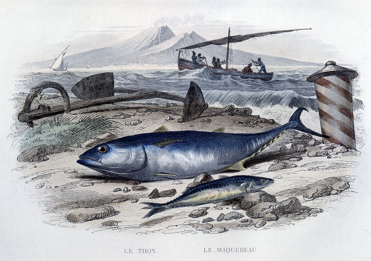 Atún y caballa - en "Historia natural" por Lacépède, T.II, ed. Furne et Cie, París de French School
