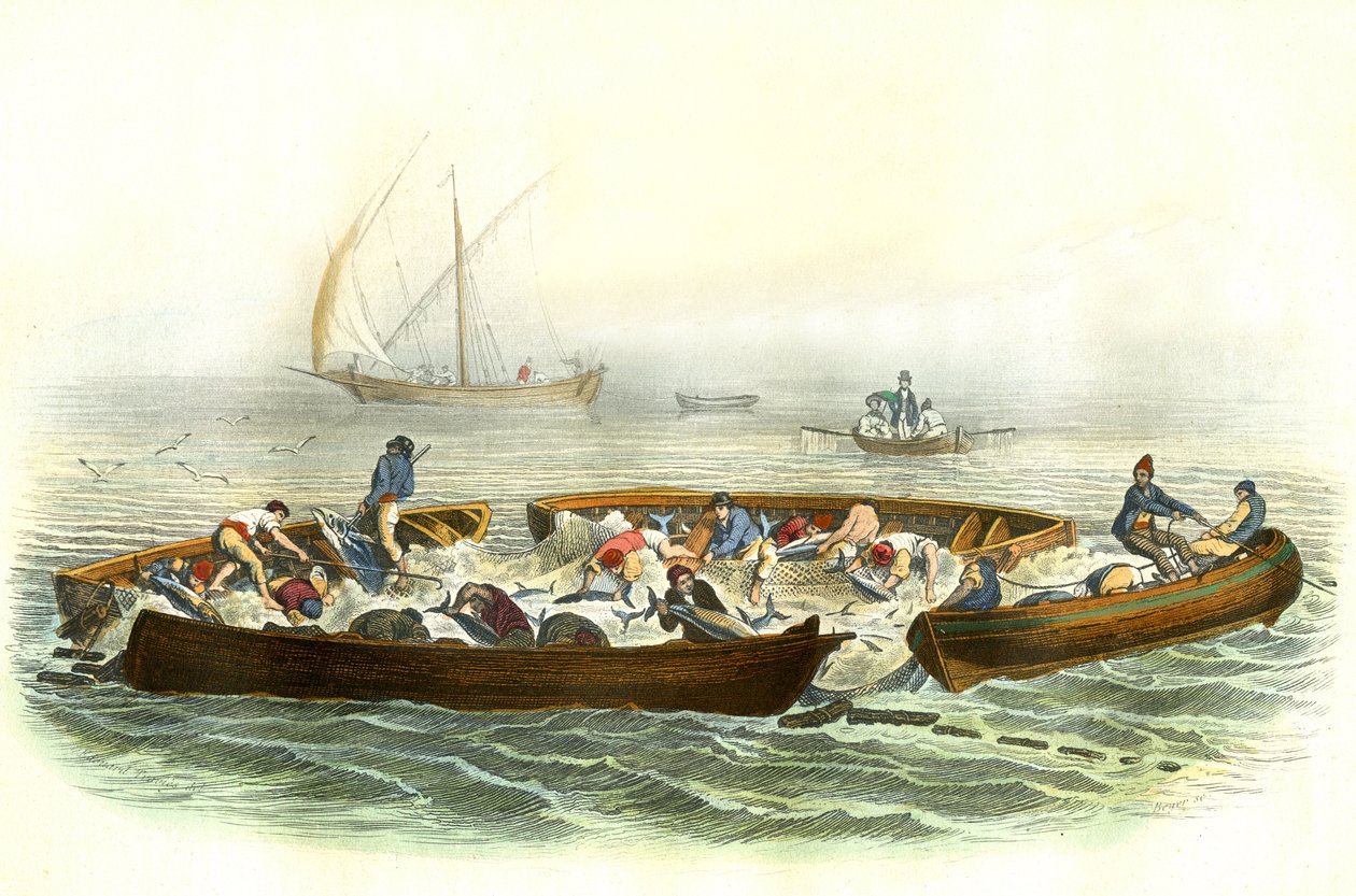 La pesca del atún o magrague - Lámina extraída de la Histoire Naturelle de Bernard Germain de Lacepede (1856-1925), edición P.Furme, París de French School