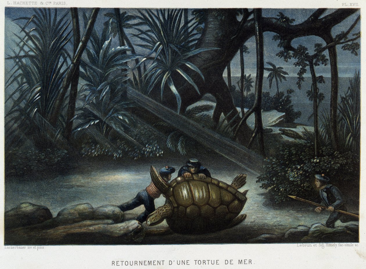 Tortuga de una tortuga marina - en “Le monde de la mer” de Alfred Fredol, Hachette, París de French School