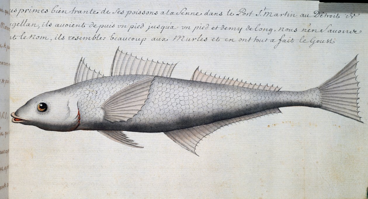 Pez desconocido, Estrecho de Magallanes, acuarela del libro de registro de Jacques Gouin de Beauchesne, capitán de la Compagnie royale de la Mer du Sud, de 1698 a 1701, Francia de French School