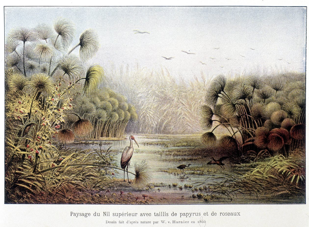 Paso del Alto Nilo con papiro y bosquecillo de juncos. de French School