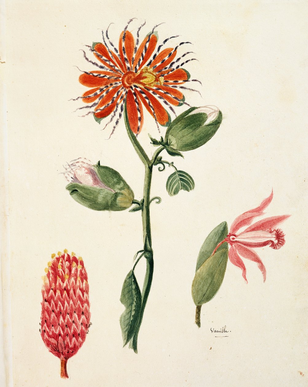 Orquídea de vainilla (vanilla planifolia) de French School
